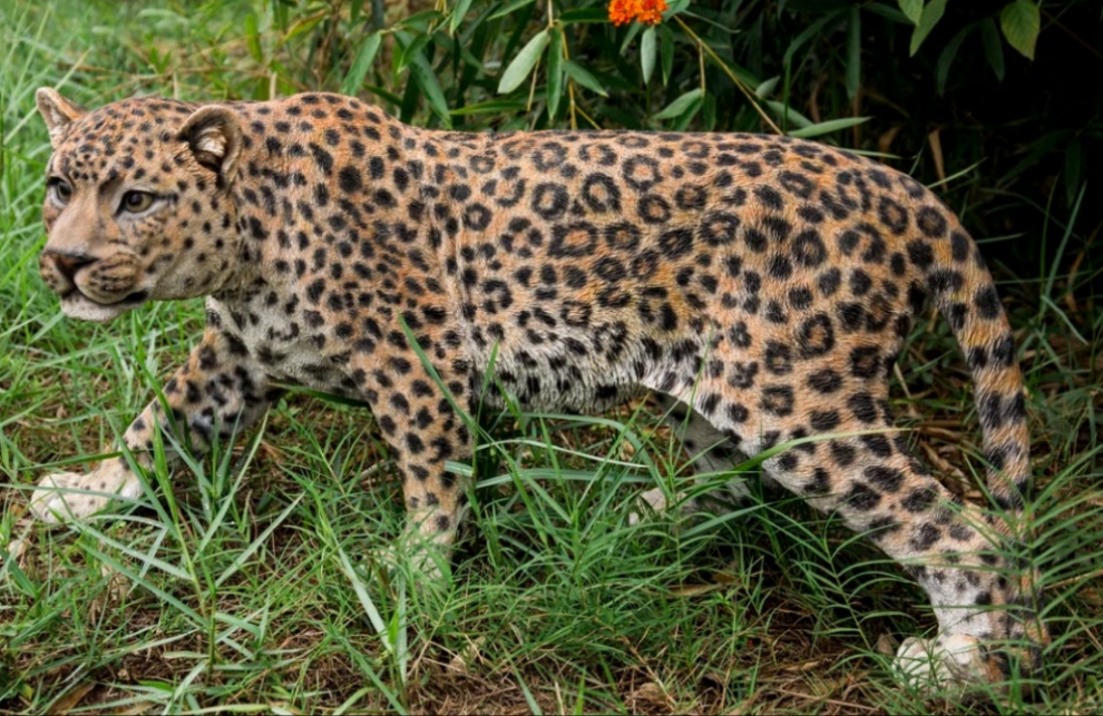 Leopard Stalking Statue Outdoor Garden Walkway Entryway Porch etc.