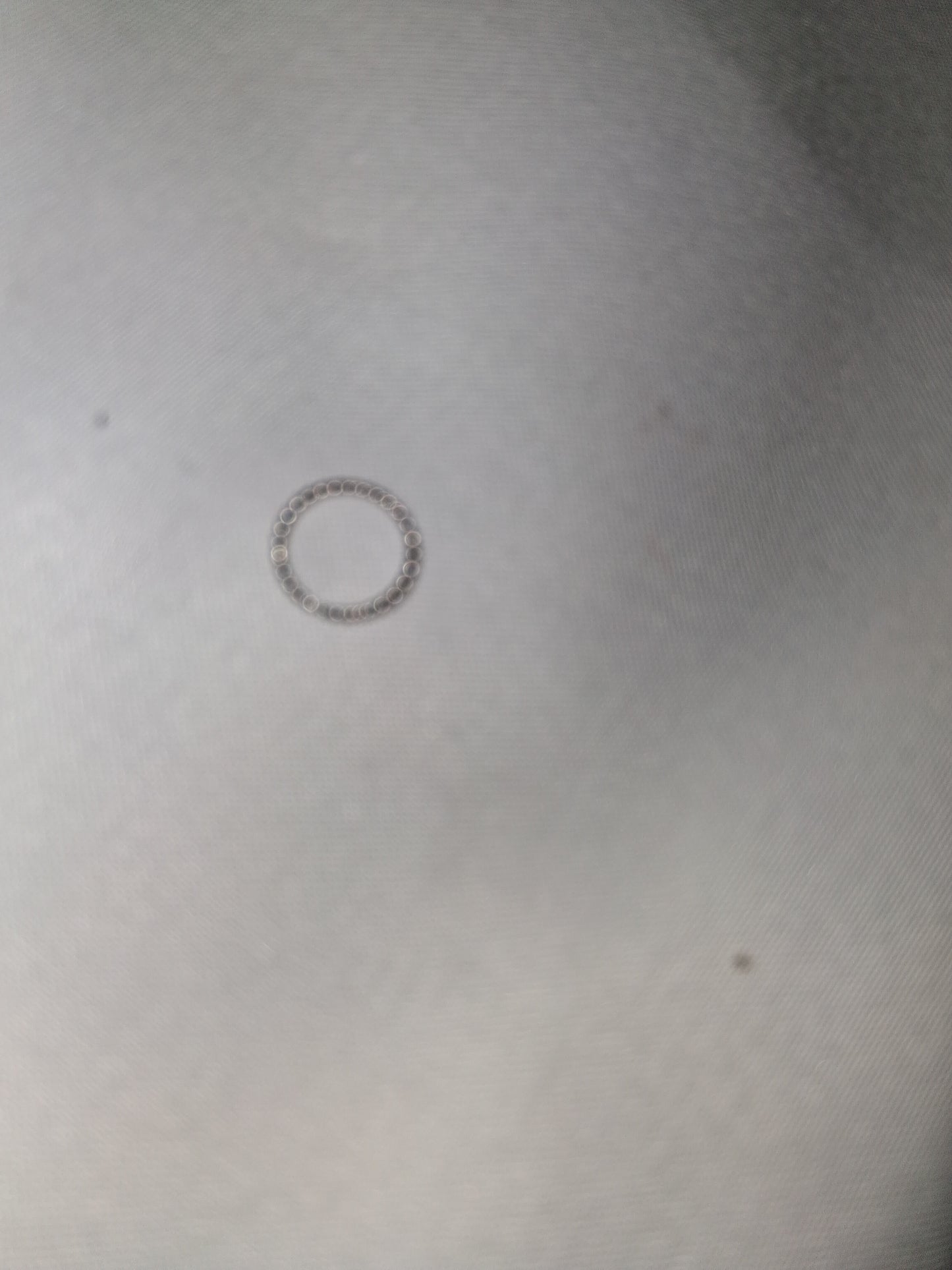 Nose ring surgical steel COCOMONEY