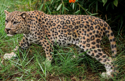 Leopard Stalking Statue Outdoor Garden Walkway Entryway Porch etc.