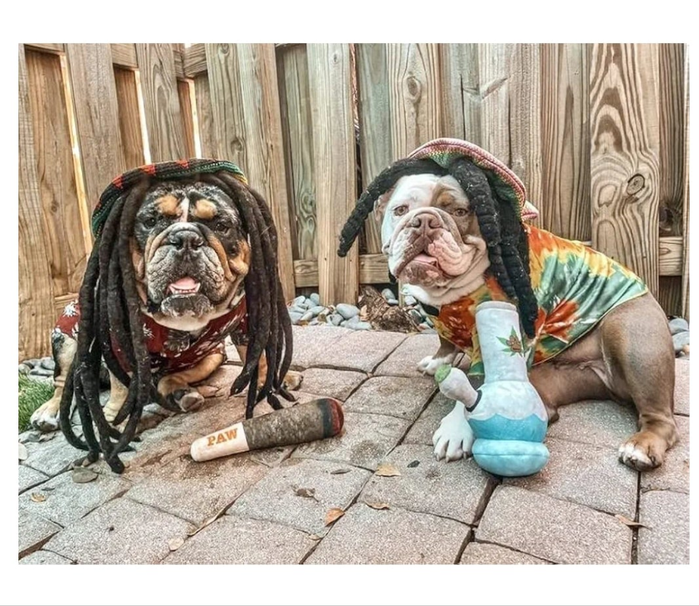Puppy Chiefer 3000 - Funny Dog Toys - Plush Squeaky Weed for Medium, Small and Large - Cute Dog Gifts for Dog Birthday - Cool Stuffed Dog Toys