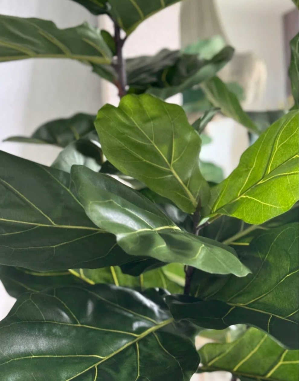 Fiddle 96'' Faux Fiddle Leaf Fig Tree in Metal Planter